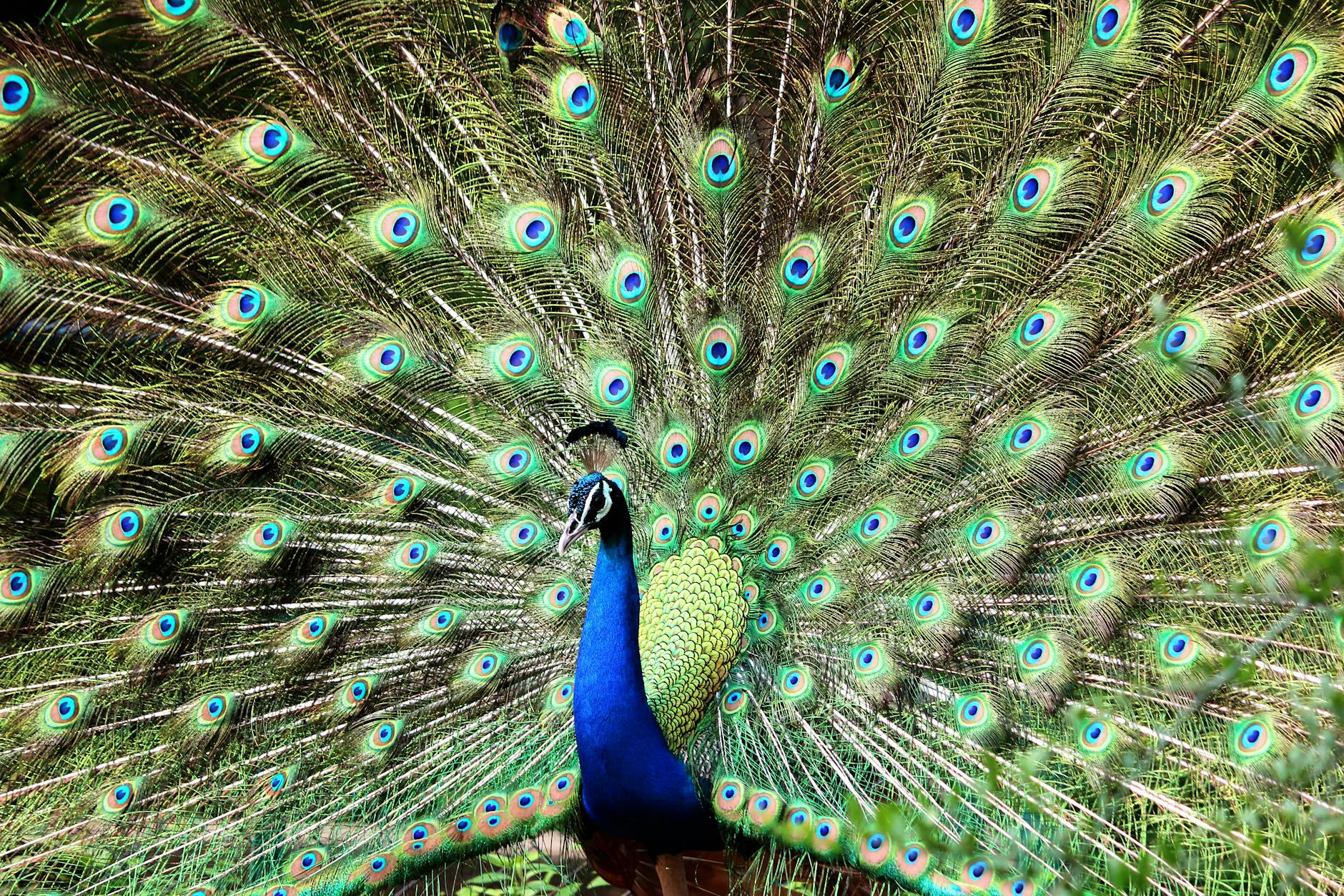 Peacock with tail fanned